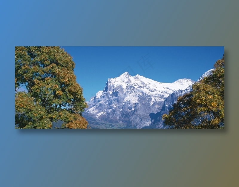 蓝天下树梢间的雪山