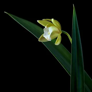 超高清建兰鲜花图片素材