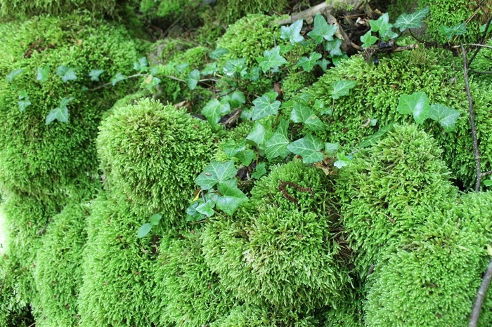 苔藓藤蔓图片