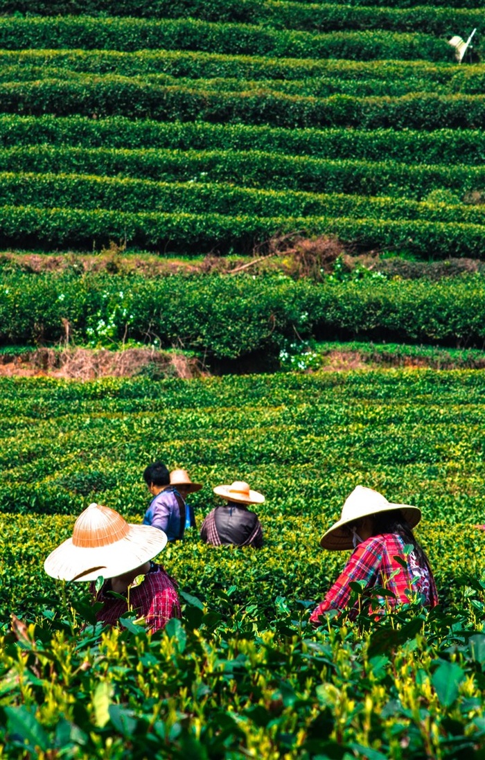 茶园采茶图片