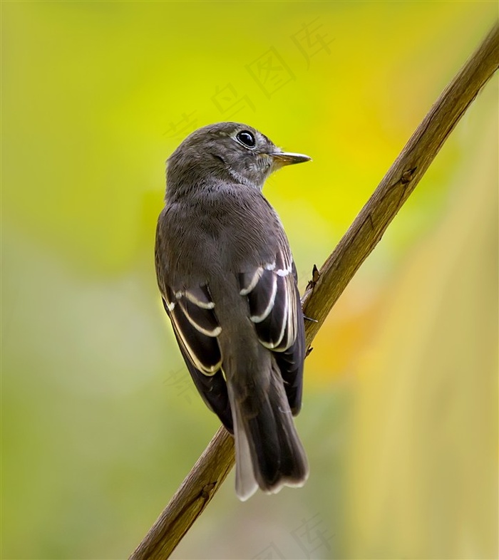 北灰鹟图片摄影素材