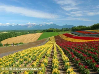 蓝天白云下 绿地田园风光 图片