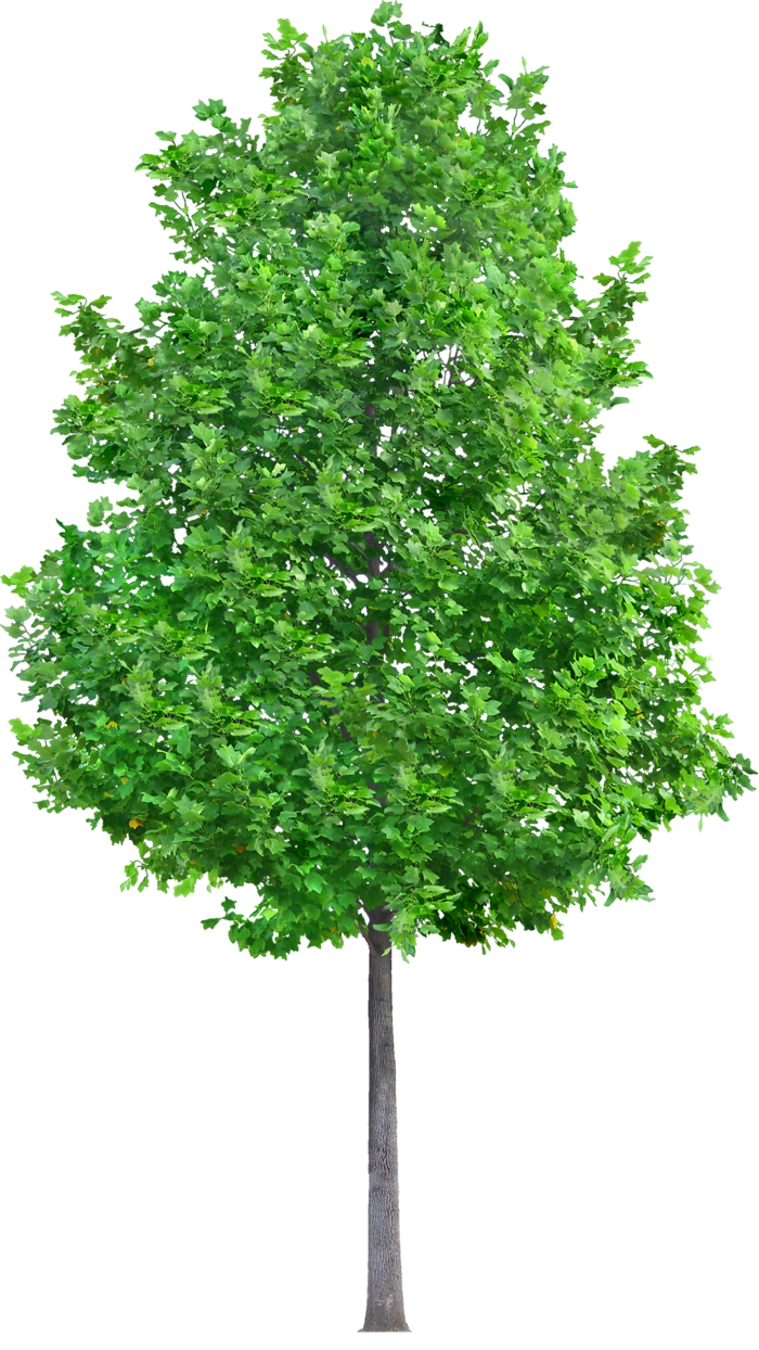 高清树木素材 免抠PSD植物素材 美术绘画园林贴图 树草灌木花草