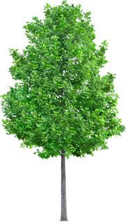 高清树木素材 免抠PSD植物素材 美术绘画园林贴图 树草灌木花草