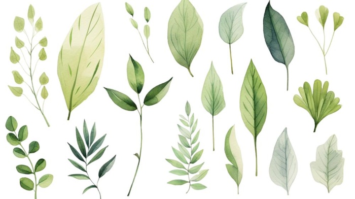 绿叶植物树叶茶壶免抠(1456x816)