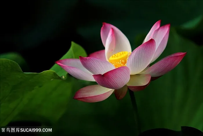唯美的莲花图片