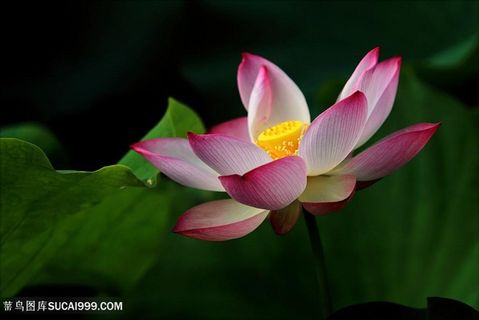 唯美的莲花图片