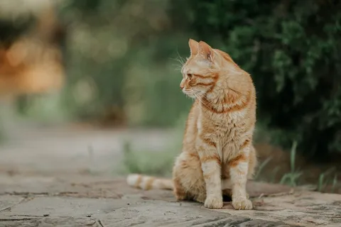 可爱猫咪猫猫摄影素材 可爱猫咪猫猫摄影素材
