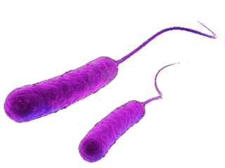 大肠杆菌病毒细菌