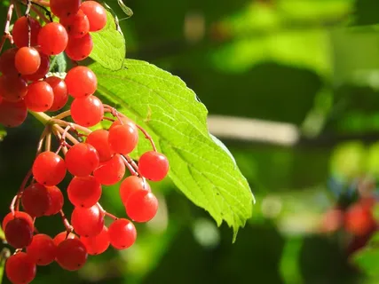 剔透红色野浆果图片 剔透红色野浆果图片