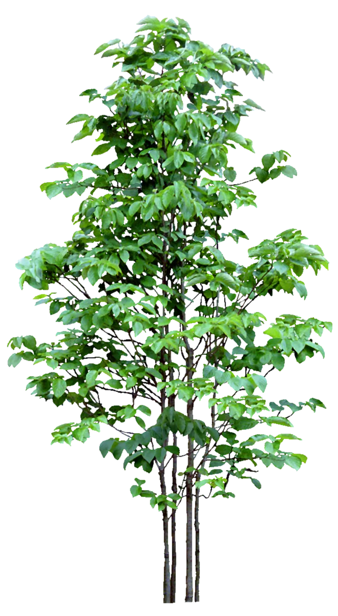 高清树木素材 免抠PSD植物素材 美术绘画园林贴图 树草灌木花草
