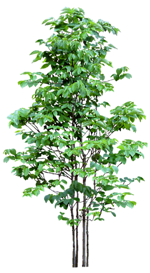 高清树木素材 免抠PSD植物素材 美术绘画园林贴图 树草灌木花草