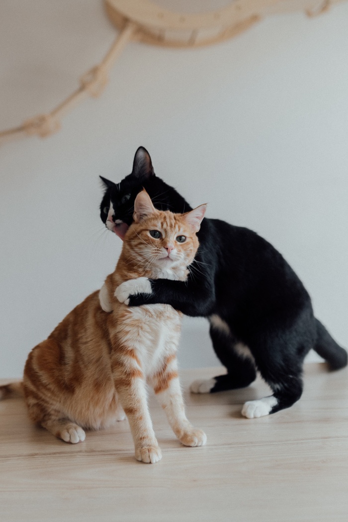 可爱猫咪猫猫摄影素材