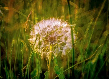 黄昏下蒲公英图片 黄昏下蒲公英图片