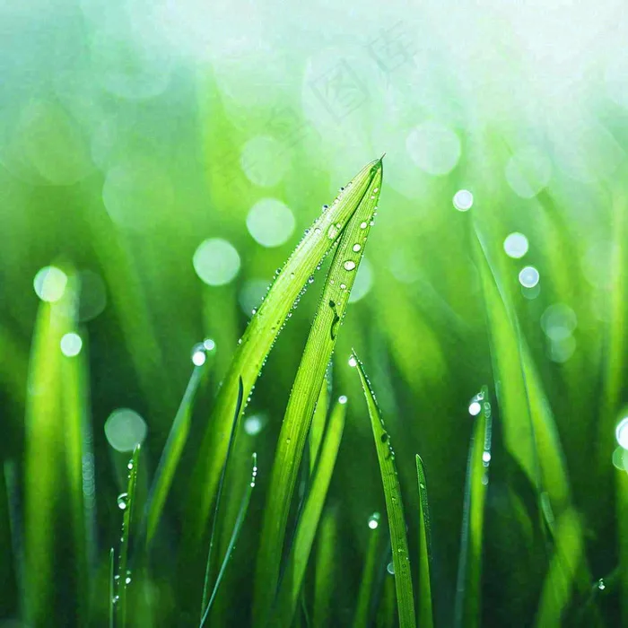 春天草地绿芽雨水露珠阳光，春分谷雨雨水白露摄影图(1024x1024)