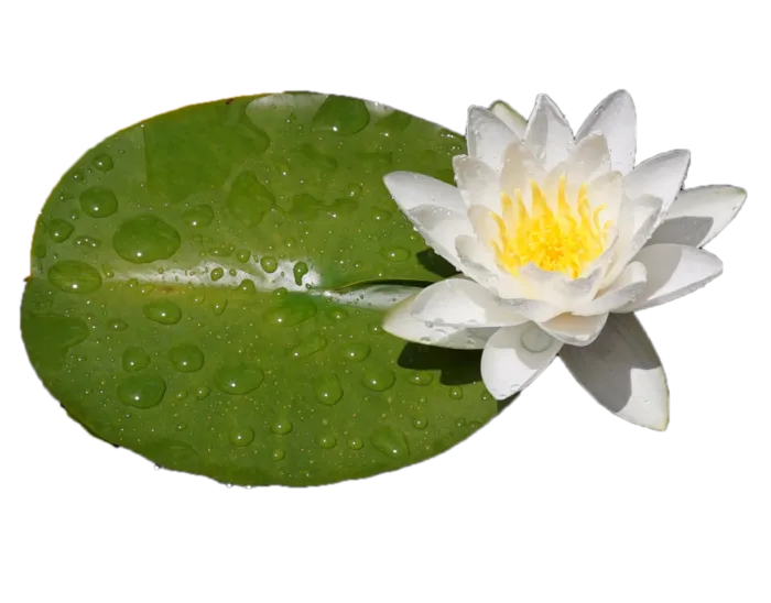 白荷花 白莲花  免抠