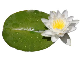 白荷花 白莲花  免抠