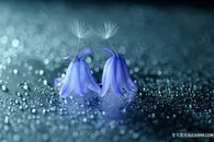 唯美蒲公英蓝色鲜花图片