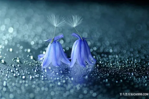 唯美蒲公英蓝色鲜花图片 唯美蒲公英蓝色鲜花图片