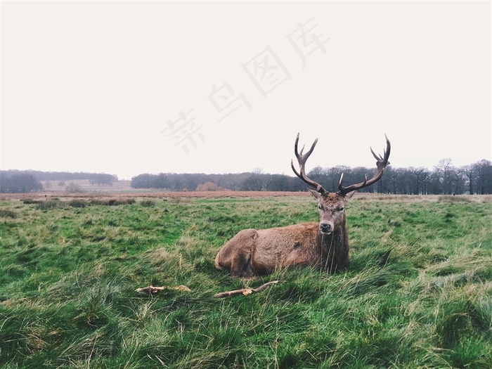 麋鹿的摄影图