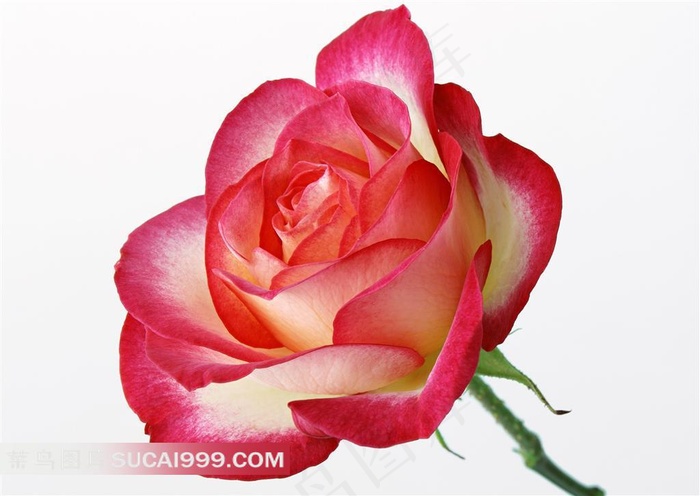 红边白色玫瑰花白色背景