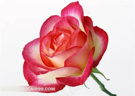 红边白色玫瑰花白色背景