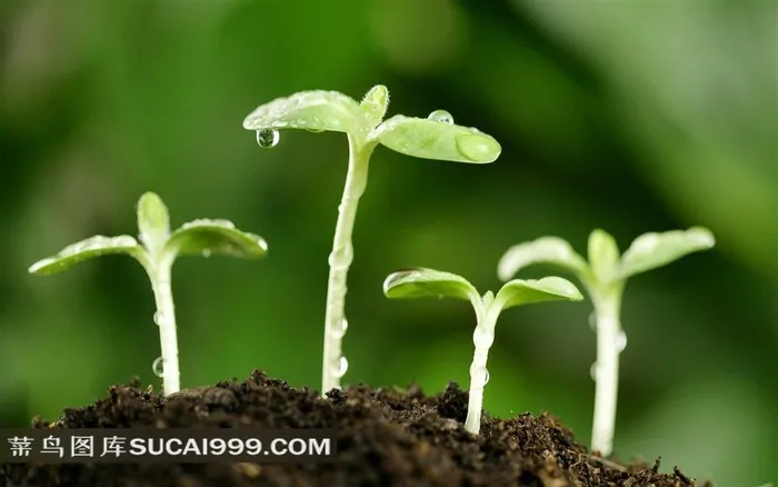 新芽嫩叶植物高清摄影图片