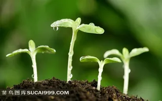 新芽嫩叶植物高清摄影图片