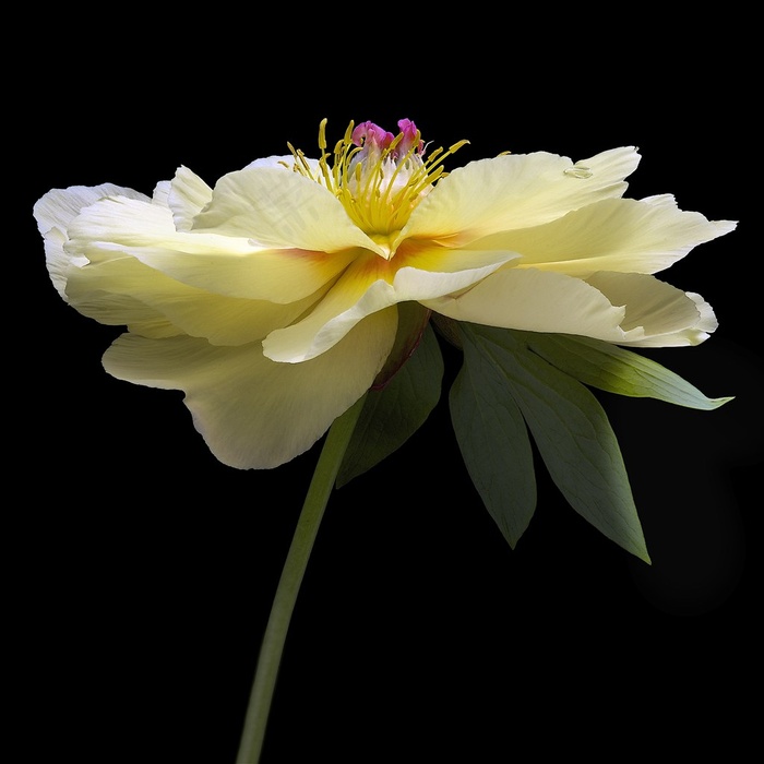超高清芍药特写鲜花图片