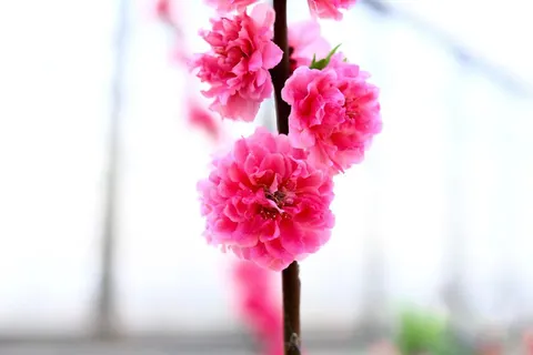 粉色桃花背景图