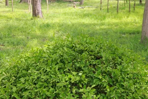 绿草地一堆茂盛绿叶