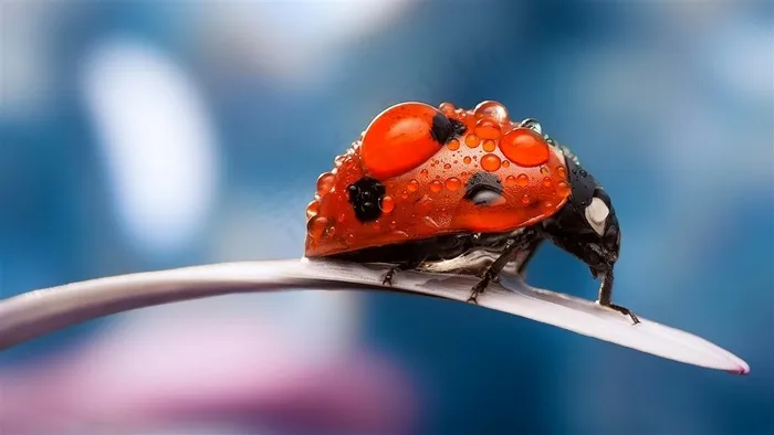 自然世界昆虫七星瓢虫高清图