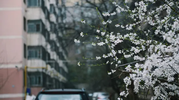 三月桃花盛开图片 三月桃花盛开图片