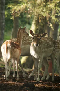 鹿野生梅花鹿动物园设计素材