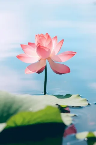 清新粉色荷花荷叶图