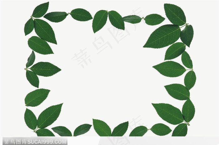 叶片标本（正方形）