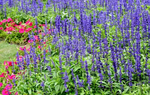 野外薰衣草图片下载