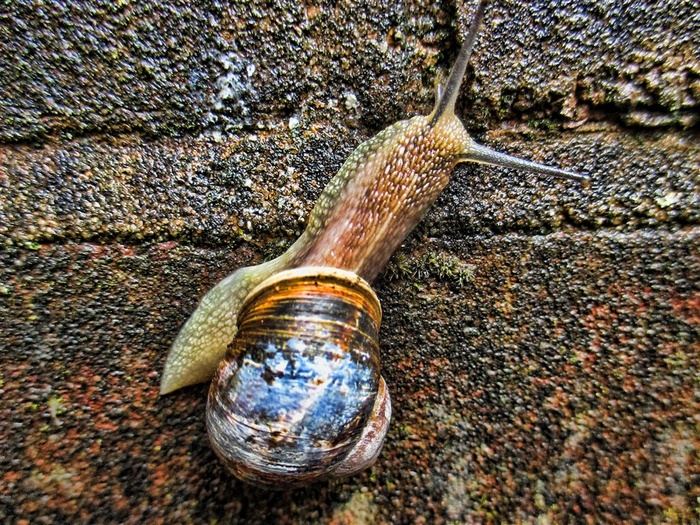 可爱小巧的蜗牛素材图片