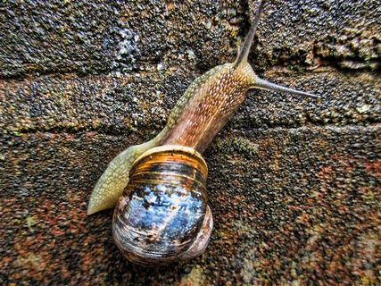 可爱小巧的蜗牛素材图片