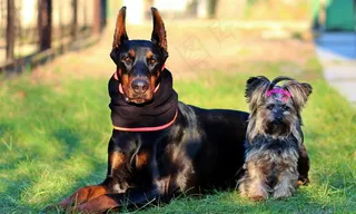 宠物犬户外写真摄影