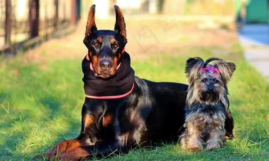 宠物犬户外写真摄影 宠物犬户外写真摄影
