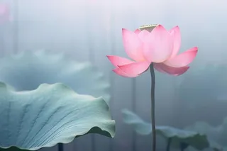 中国风雾面荷花粉色大气背景