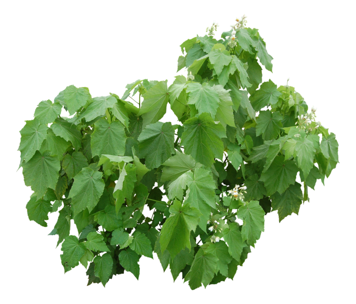 高清树木素材 免抠PSD植物素材 美术绘画园林贴图 树草灌木花草