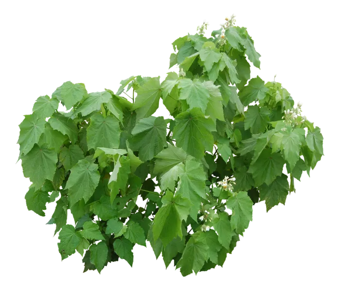 高清树木素材 免抠PSD植物素材 美术绘画园林贴图 树草灌木花草