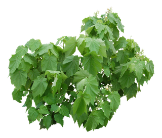 高清树木素材 免抠PSD植物素材 美术绘画园林贴图 树草灌木花草