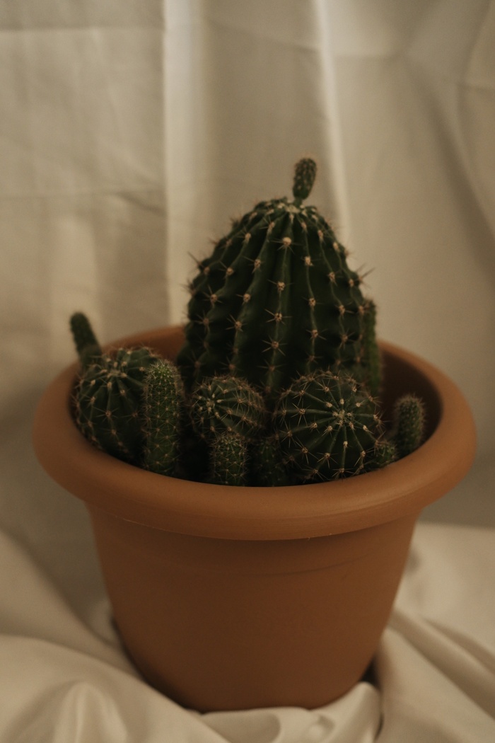 绿色仙人掌仙人球摄影素材