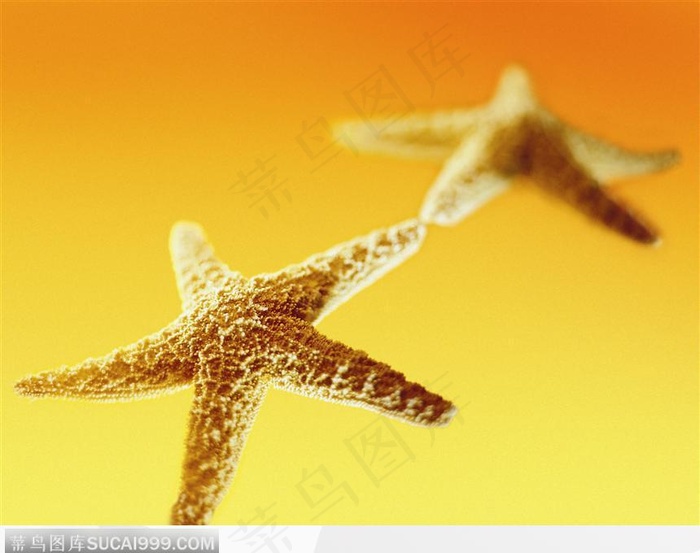 海星（黄金背景下的海星）