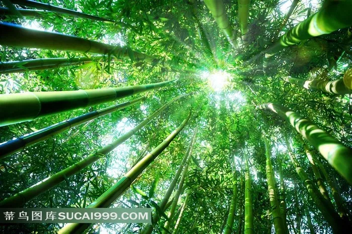 透过竹林的阳光