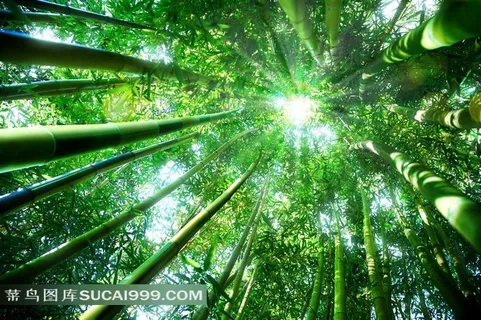 透过竹林的阳光 透过竹林的阳光