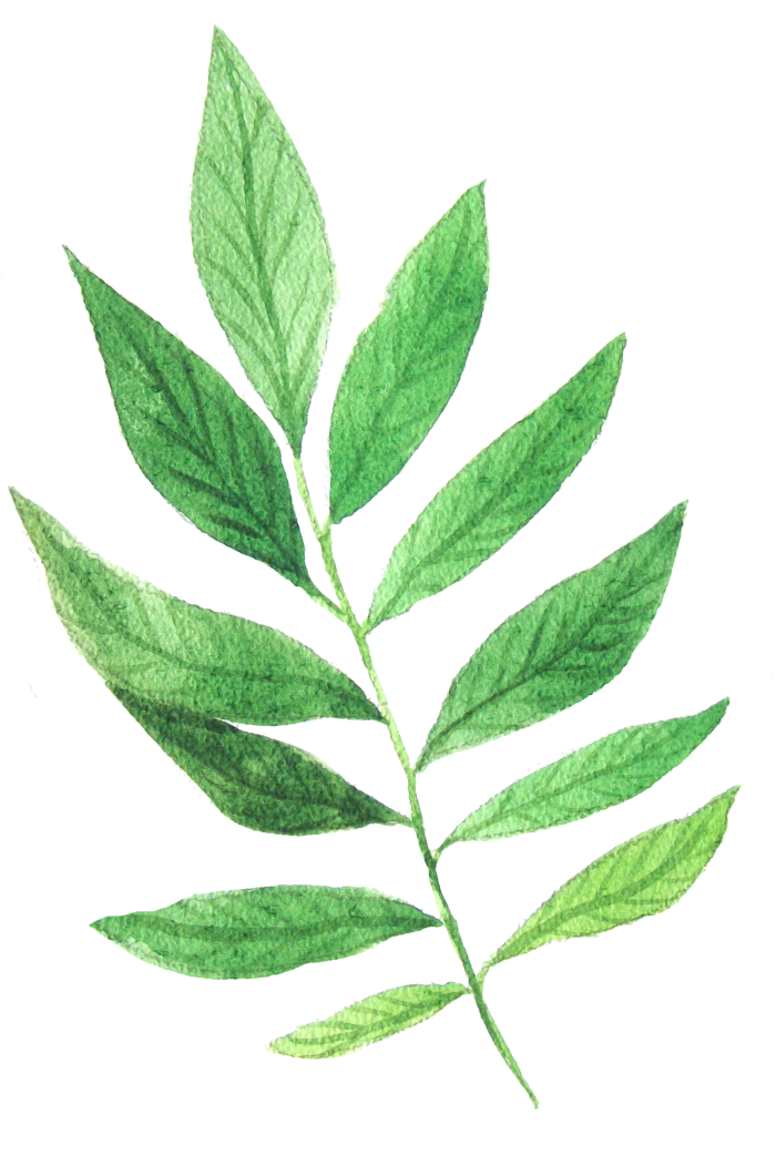 花草植物免扣植物水彩插画设计素材
